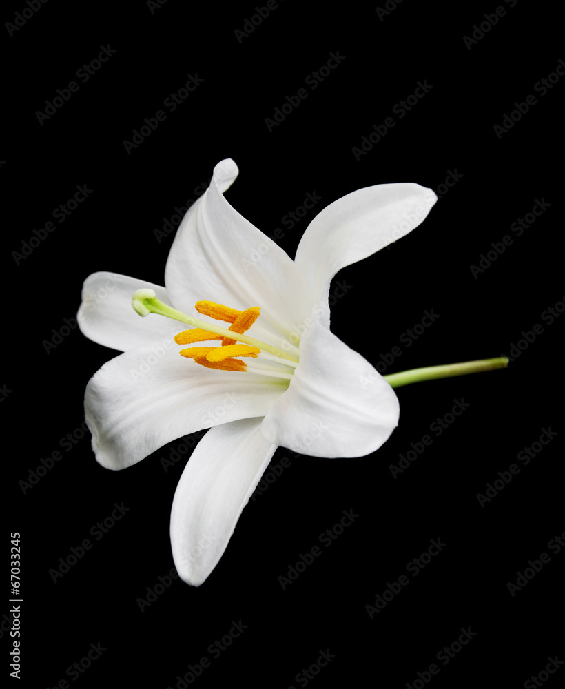 Obraz premium White lily