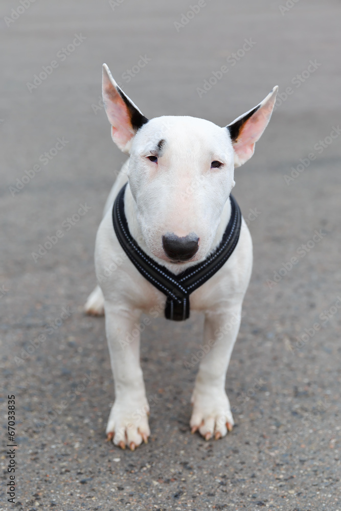 domestic dog Miniature Bull Terrier breed