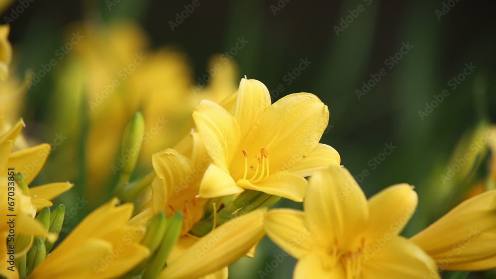 Yellow Lilies swaying in the wind. 3 videos in 1. HD 1080. Yellow Lilies swaying in the wind. 3 videos in 1. HD 1080.