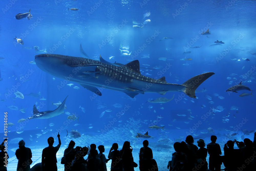Fototapeta premium okno akwarium na Okinawie w Japonii