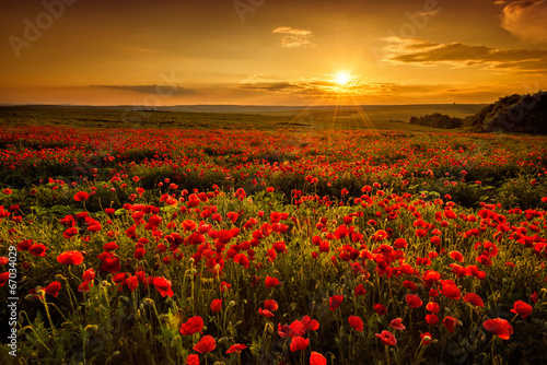 Canvastavla Poppy field at sunset