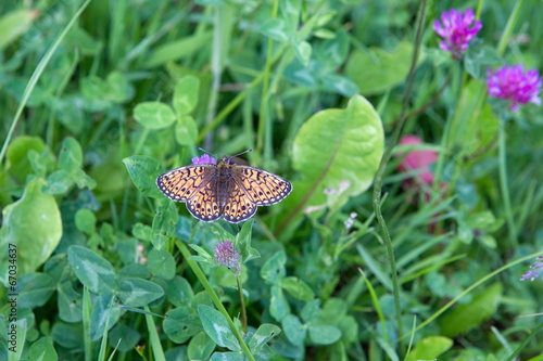 butterfly in nature area Eifel, Germany