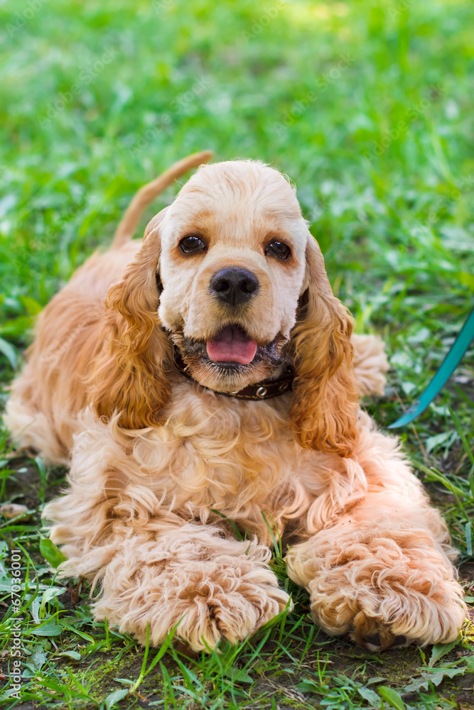 close-up portrait of a  cute sporting  dog breed American Cocker