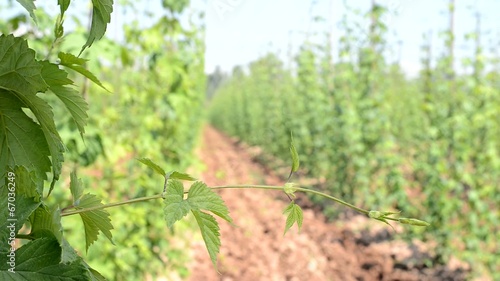 hop garden in vegetation, locked down photo