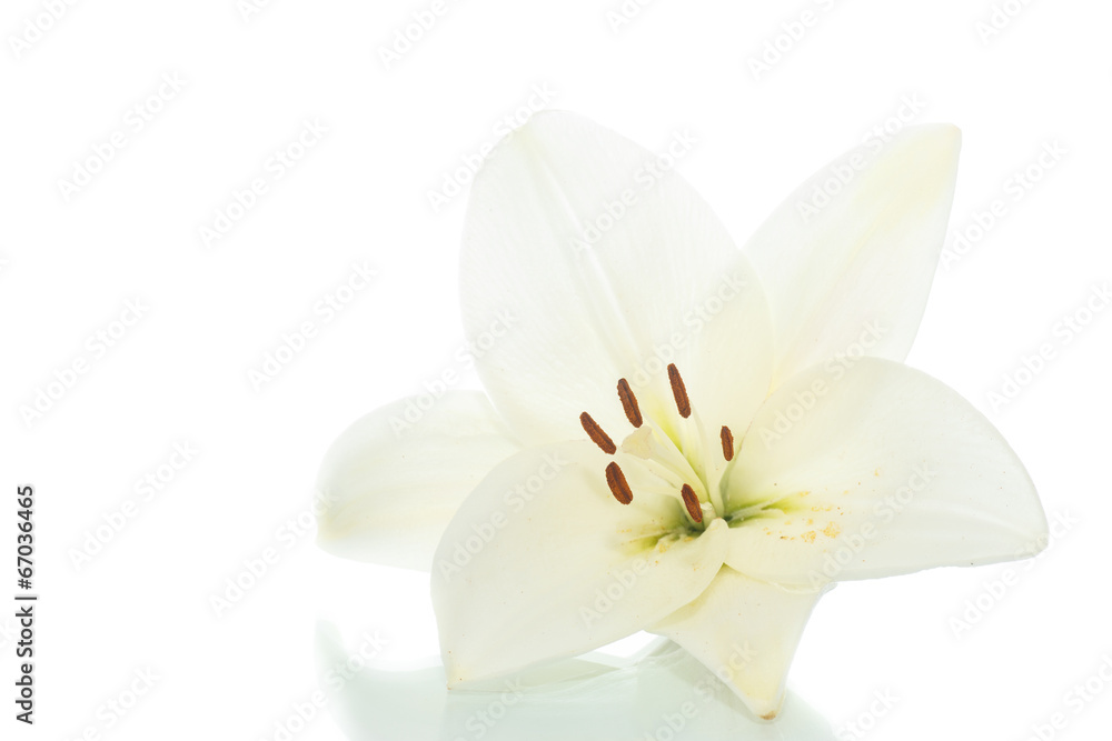 beautiful lily