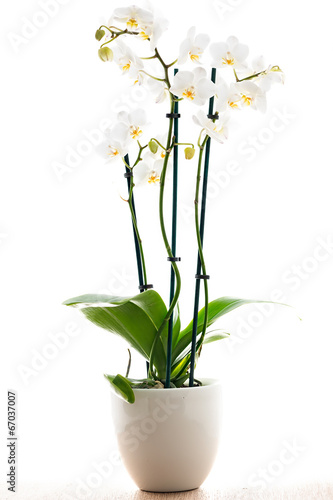 Fototapeta Naklejka Na Ścianę i Meble -  White orchid in a pot with many flowers, isolated on white backg