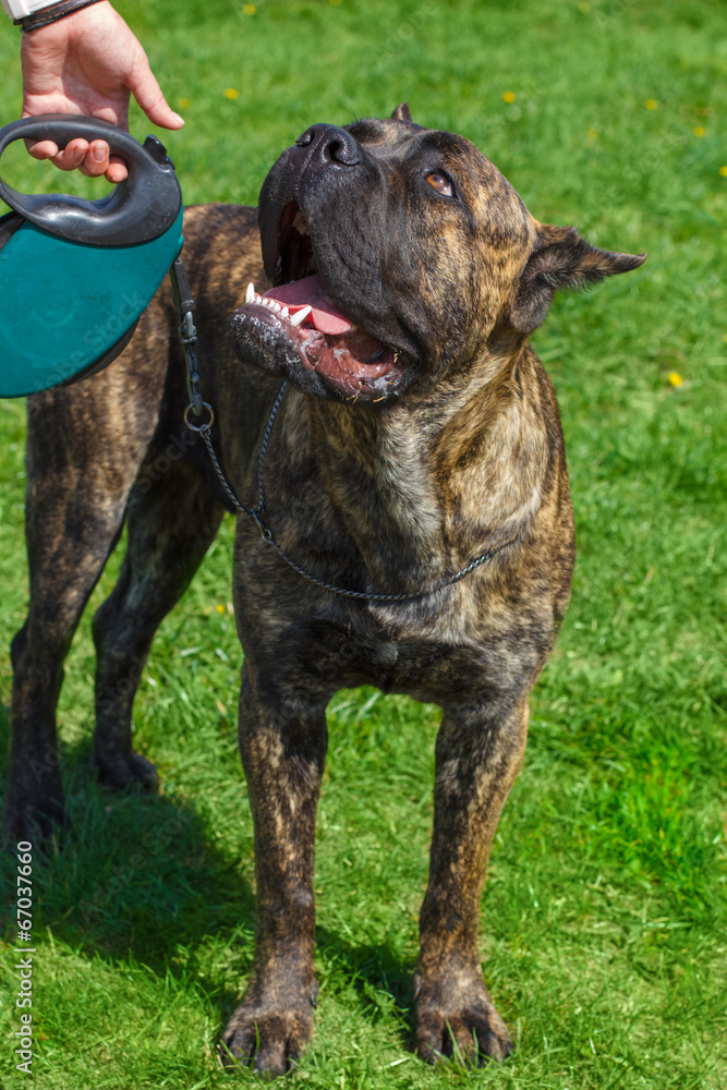 Dog  breed Cane Corso Brindle standing