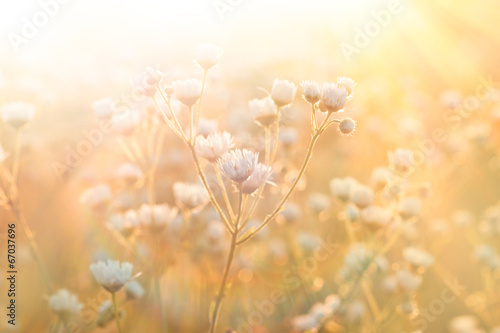 Meadow flowers - daisy illuminated by sunlight