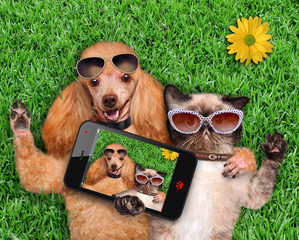 Cat and dog taking a selfie.
