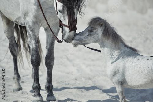 Fototapeta Naklejka Na Ścianę i Meble -  Fine scene of the two hugging horses