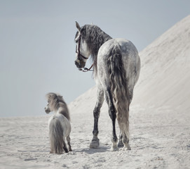 Great shot of the two horses