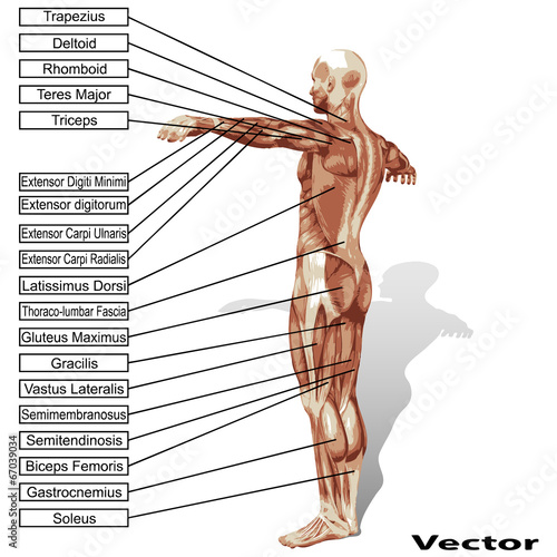Vector human man anatomy with muscles text