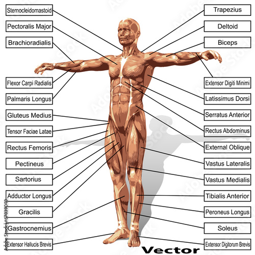 Vector human man anatomy with muscles text