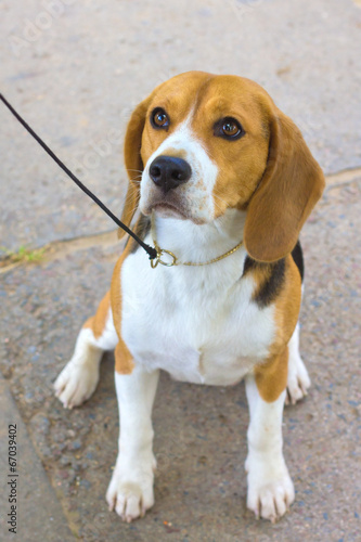 dog Beagle breed sitting on the green grass