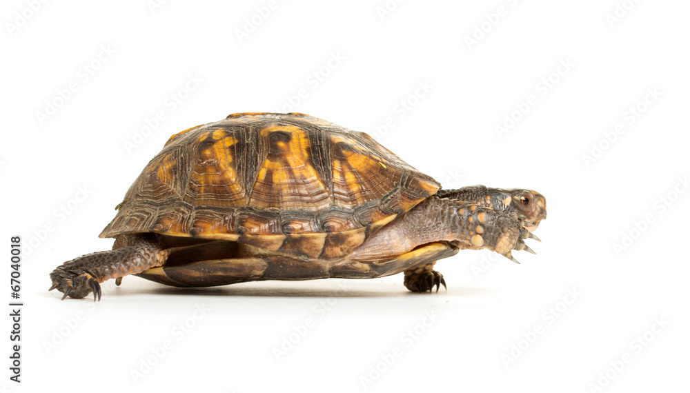 Obraz premium Eastern box turtle