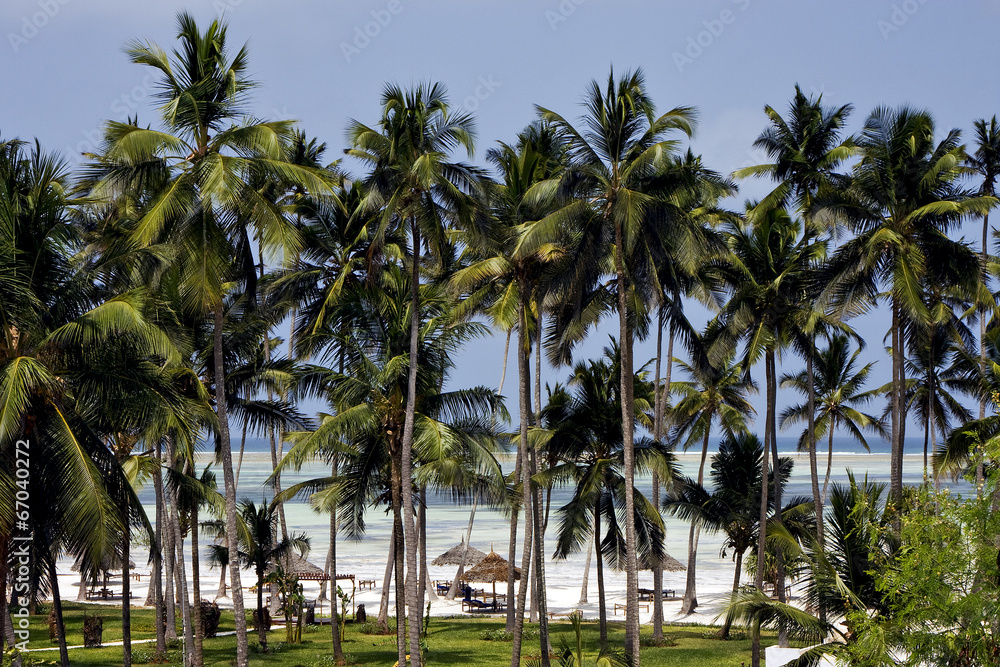 palm and coastline in  zanzibar