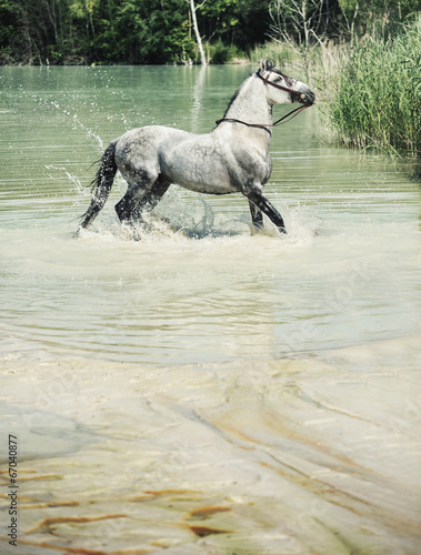 Picture of the horse in the pool