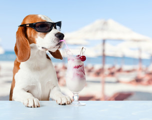 cute dog in sunglasses drink cocktail