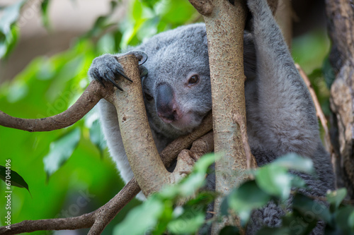 Fototapeta Naklejka Na Ścianę i Meble -  Koala on a tree with bush green background