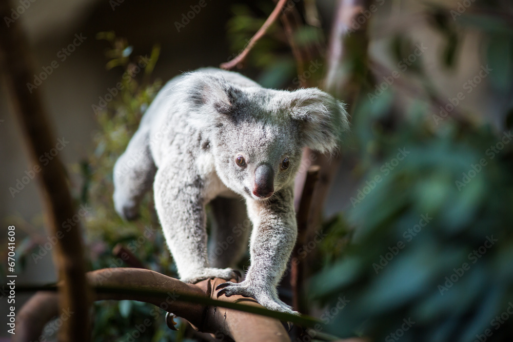 Fototapeta premium Koala na drzewie z krzakiem zielonym tłem