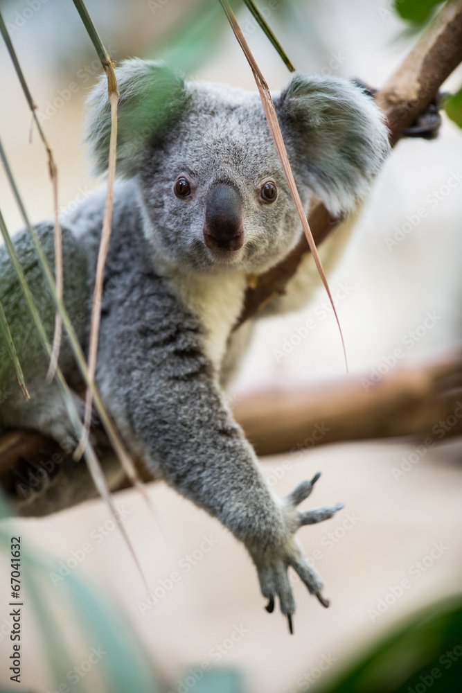 Fototapeta premium Koala on a tree with bush green background