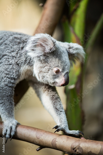 Fototapeta Naklejka Na Ścianę i Meble -  Koala on a tree with bush green background