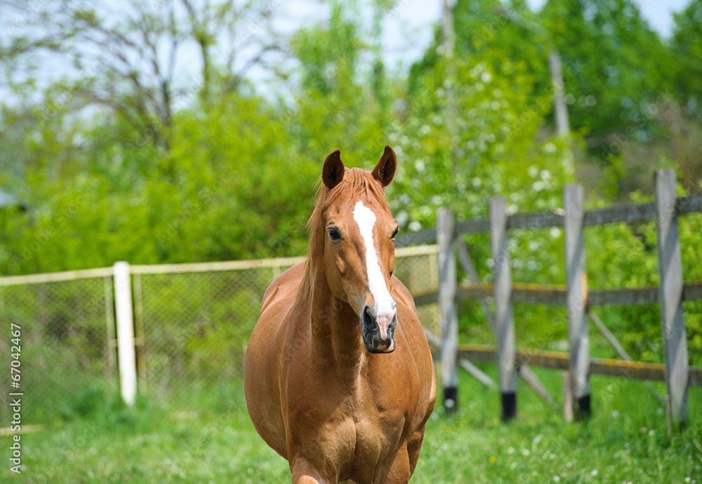 Fototapeta premium Horse in meadow. Summer day