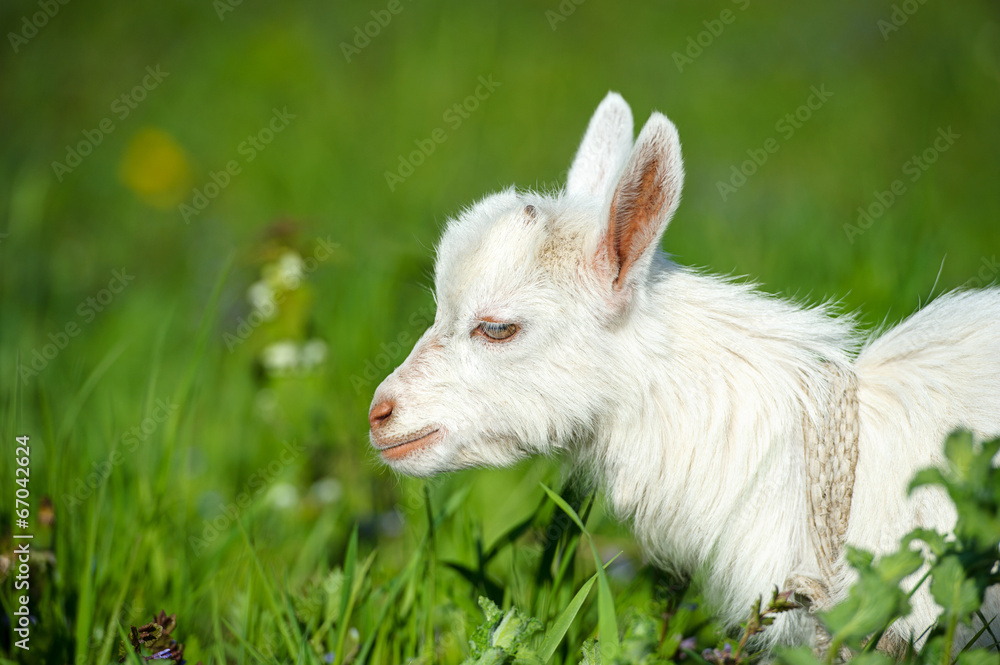 Funny white baby of goat on the green grass Funny white baby of goat on the green grass