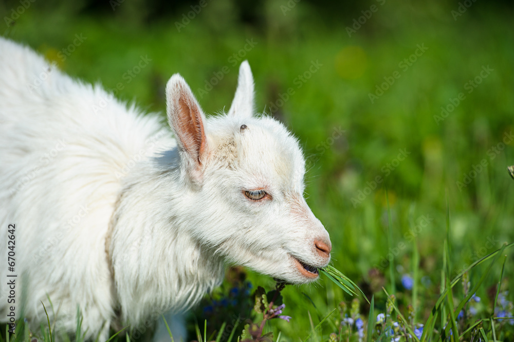 Obraz premium Funny white baby of goat on the green grass