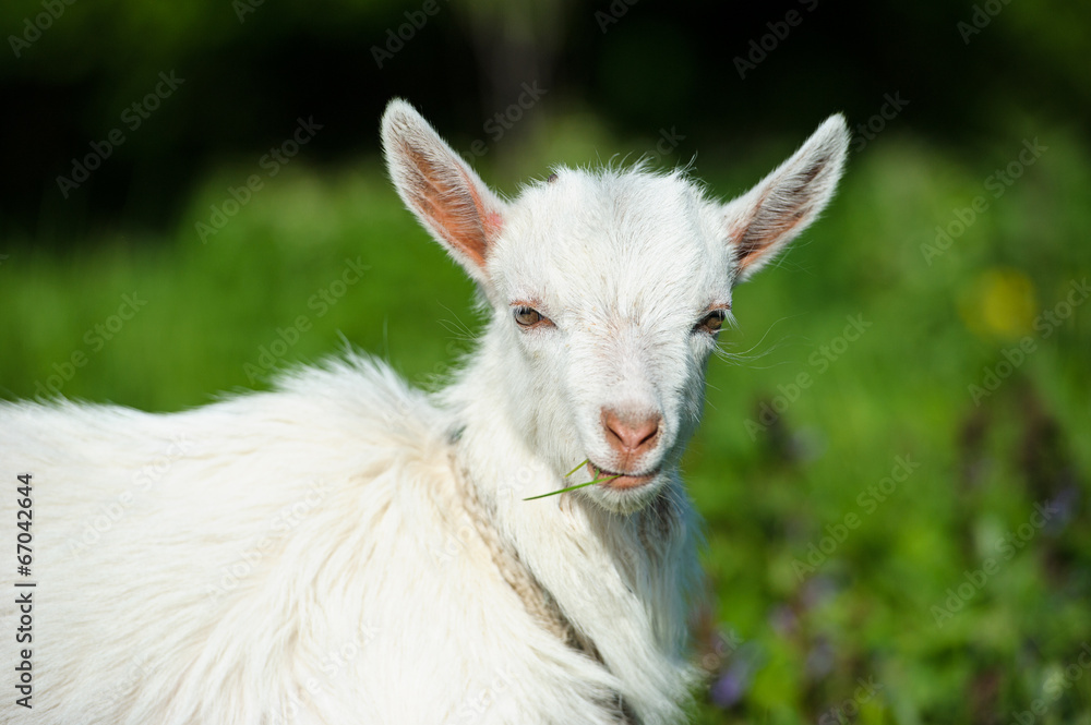 Obraz premium Funny white baby of goat on the green grass