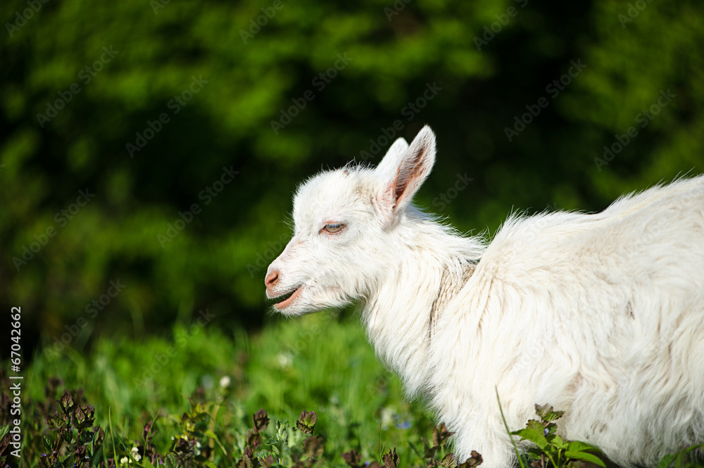 Funny white baby of goat on the green grass