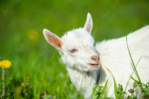 Funny white baby of goat on the green grass © The Len