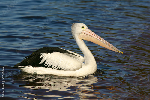 An Australian Pelican (Pelecanus conspicillatus).