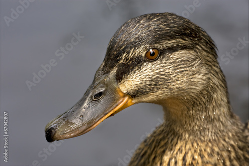 a duck in the lake photo
