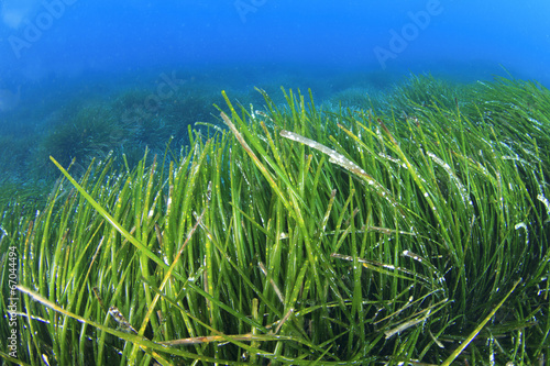 Fototapeta Naklejka Na Ścianę i Meble -  Seaweed Sea grass