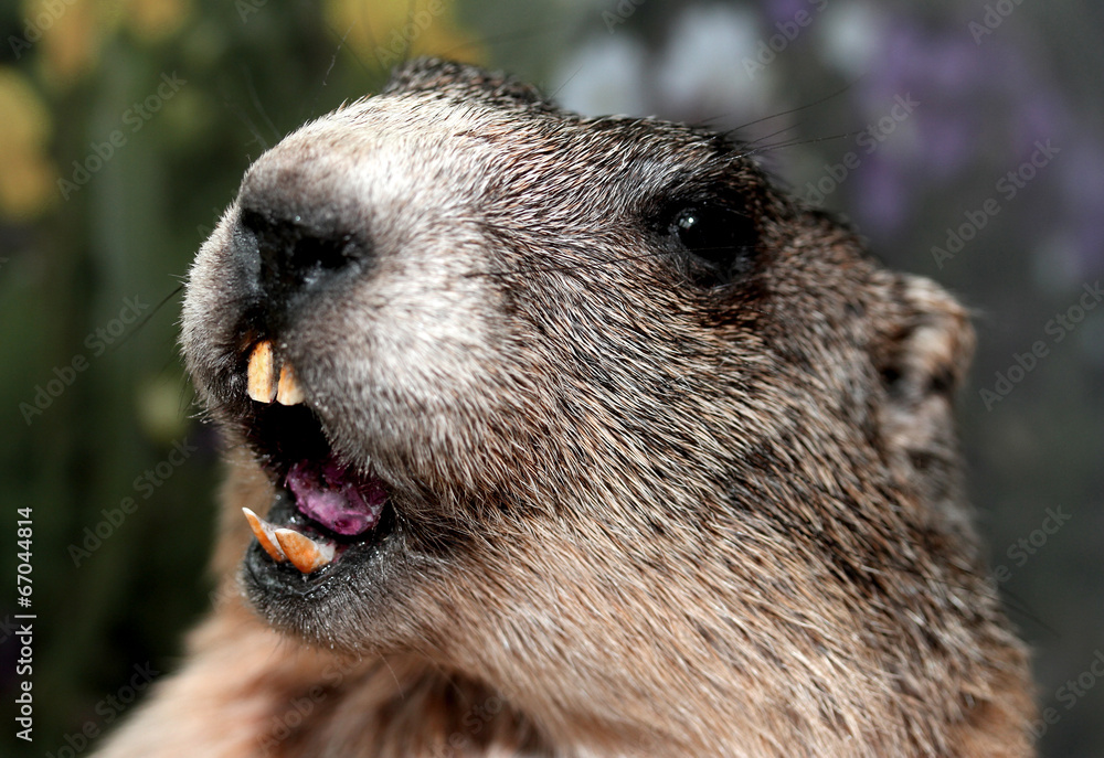 Groundhog with yellow teeth while whistling Stock Photo Adobe Stock