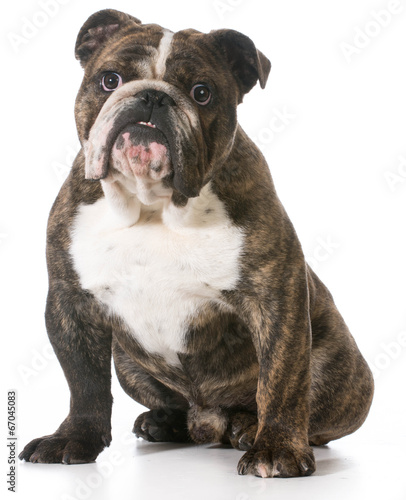 english bulldog