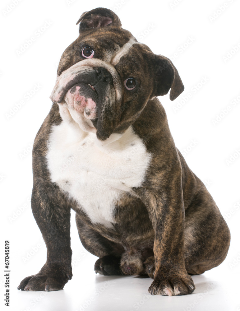 Obraz premium english bulldog