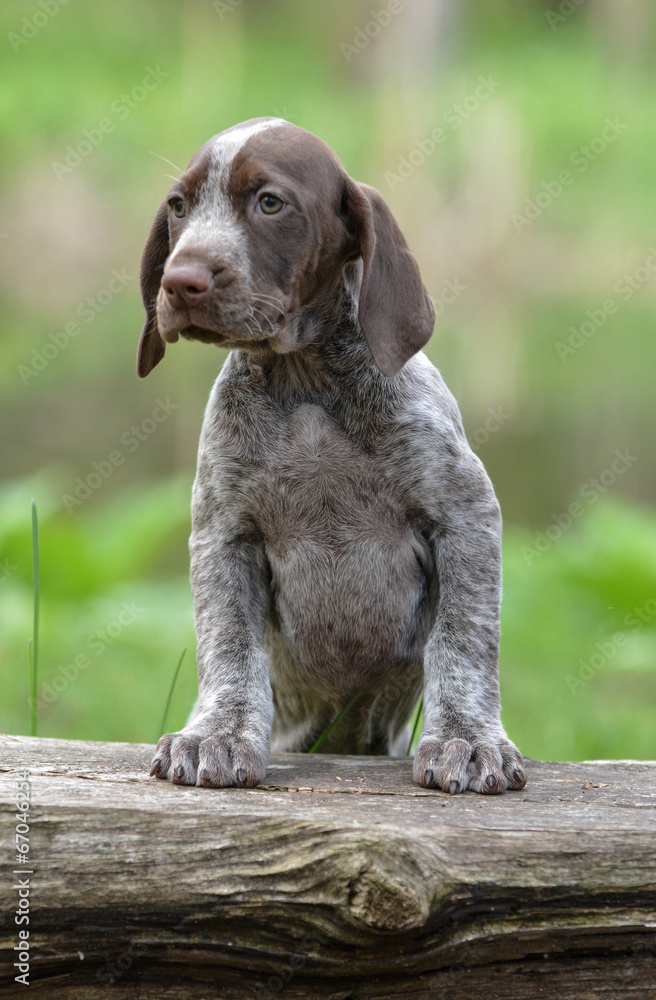 german shorthaired pointer