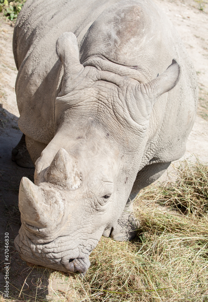 Fototapeta premium White rhinoceros in Zoo Bratislava, Slovakia