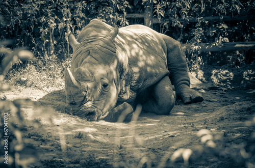 Canvas Print White rhinoceros in Zoo Bratislava, Slovakia