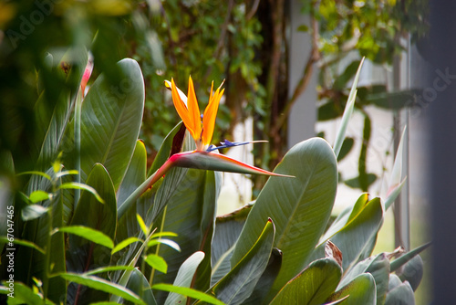 Paradiesvogelblume – Strelitzie – Totale photo