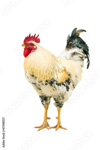 Rooster with a dark tail.