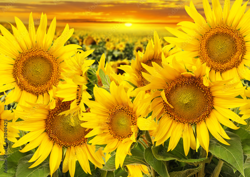 Naklejka premium sunflowers on a field and sunset