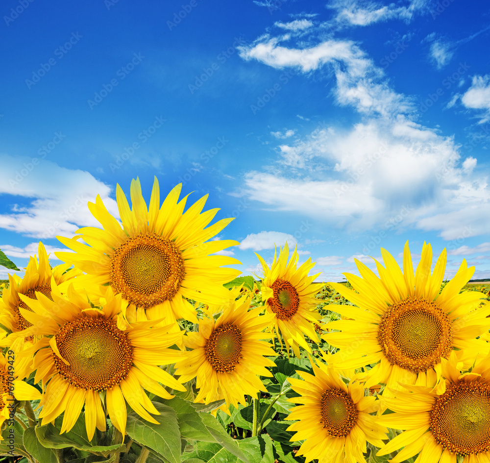 Fototapeta premium sunflower field and blue sky with clouds