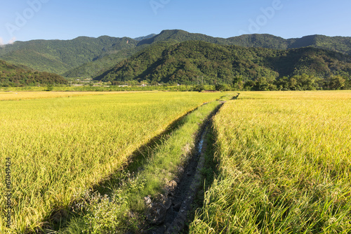 Landscape of paddy farm