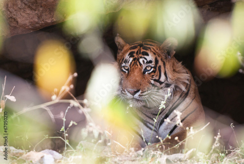 tiger in a cave hidden behind a bush - national park ranthambore