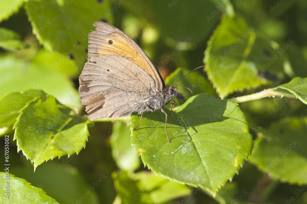 Fototapeta premium Ochsenauge