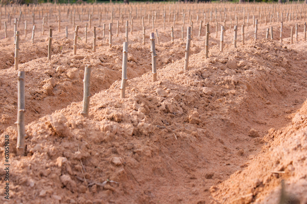 start cultivation Cassava or manioc plant field start cultivation Cassava or manioc plant field