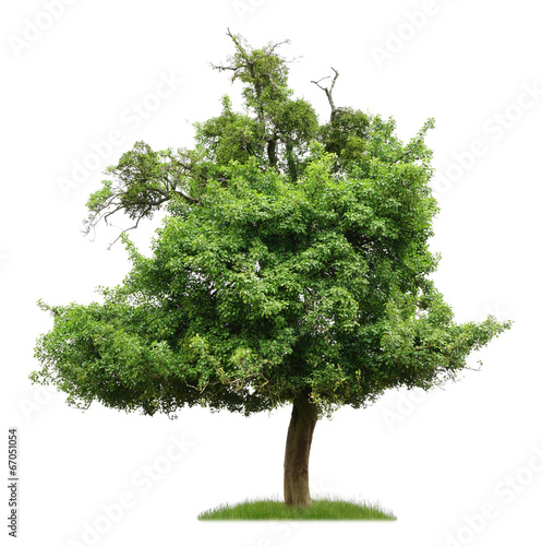 Uralter Birnbaum mit Misteln als Freisteller